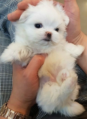 Bichon maltez mini toy - imagine 5
