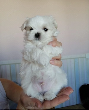 Bichon maltez mini toy - imagine 4