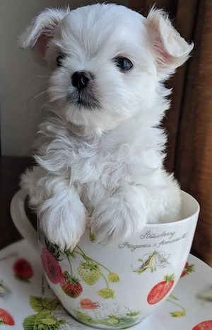 Bichon maltez mini toy - imagine 2
