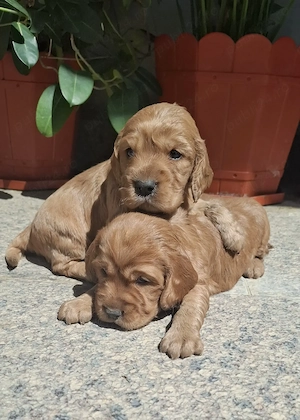 Pui cocker spaniel  - imagine 2