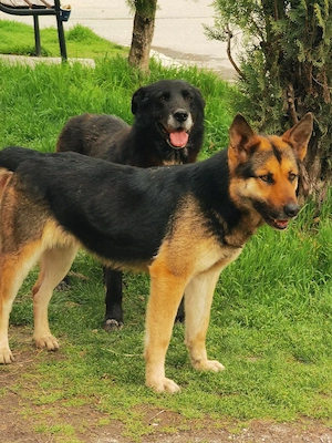 Ofer spre adopție pui de câine lup!