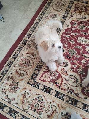 Cățel bichon