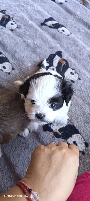  Pui Shih-tzu  - imagine 3