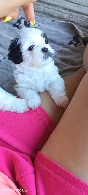 Cățel shih-tzu - imagine 2
