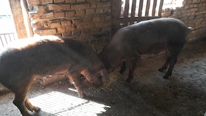 Cauta casa noua!3 purcei durok,2 porci între 100-130 kg ,9 capre și 8 iezi. - imagine 2