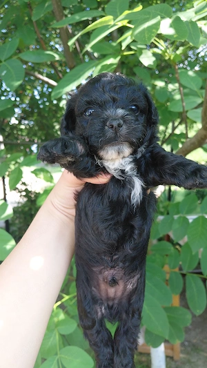 Vând puiuț de bichon(băiețel) ,singurul ramas