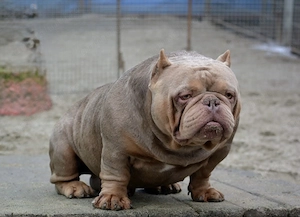 Vând mascul American Bully - imagine 2