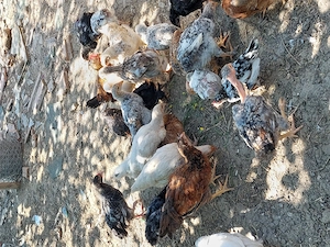 Pui de gaină 
