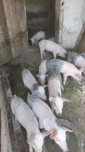 Vând purcei de 6 săptămâni.  - imagine 2