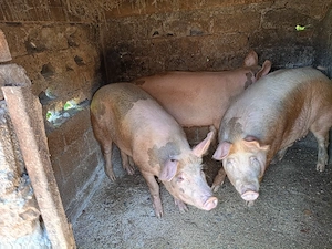 Vând porci 