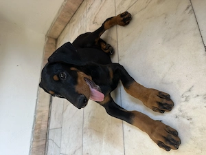 Vand Doberman varsta 2 luni - imagine 3