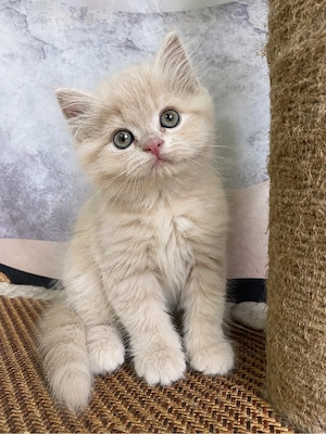 british shorthair crem