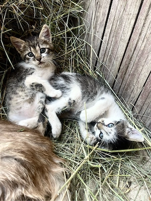 Dau spre adoptie 2 puiuti de pisica(fetite).