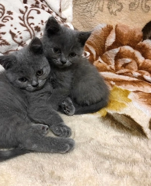 british shorthair blue