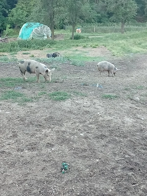 vând șoldani Cu 400 lei bucata  - imagine 2
