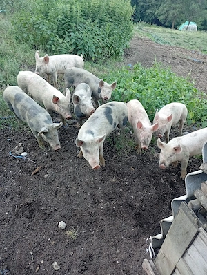 vând șoldani Cu 400 lei bucata  - imagine 5
