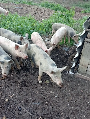 vând șoldani Cu 400 lei bucata  - imagine 4