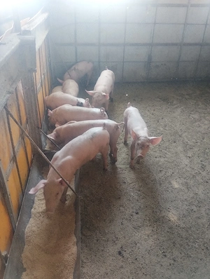 purcei vârsta 2 luni pret 500 lei