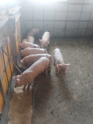 purcei vârsta 2 luni pret 500 lei - imagine 3