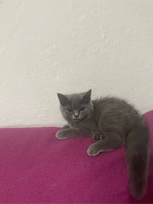 OFERTA SPECIALA!! pisicuta superba british shorthair  - imagine 2
