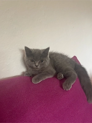 OFERTA SPECIALA!! pisicuta superba british shorthair  - imagine 3