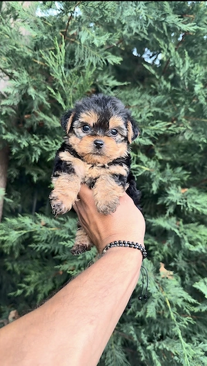 Yorkshire terrier puiuți