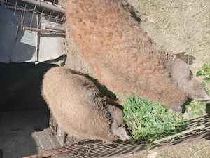 Porci Mangalita adulti (15ron kg) - imagine 4