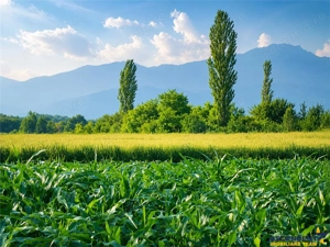 Teren intravilan 10.000 mp, parcelabil, plan, acces asfaltat, Bod, Brasov