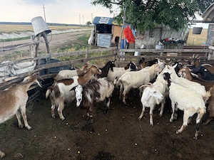 Vând 19 capre și 1 țap  - imagine 2