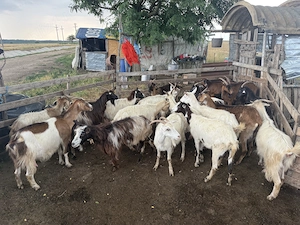 Vând 19 capre și 1 țap 