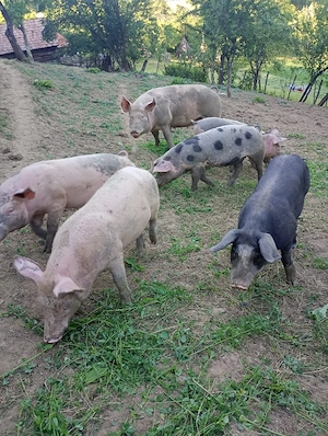 vand purcei de 4 luni( )