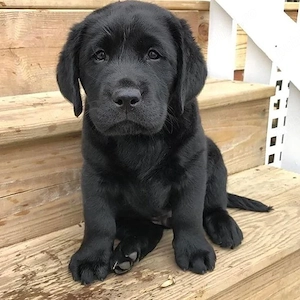 Labrador Retriever 