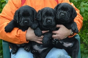 Labrador Retriever 