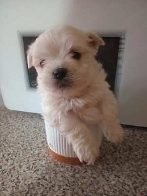 bichon mini toy  - imagine 3