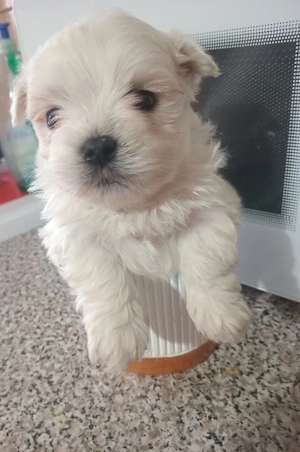 bichon mini toy  - imagine 4