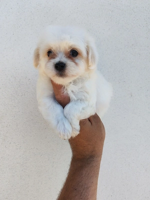 baietel bichon maltez mini  - imagine 2