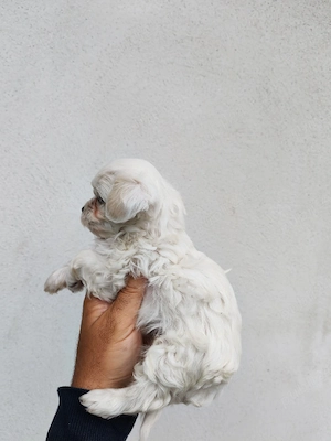 fetiță bichon maltez mini toy 