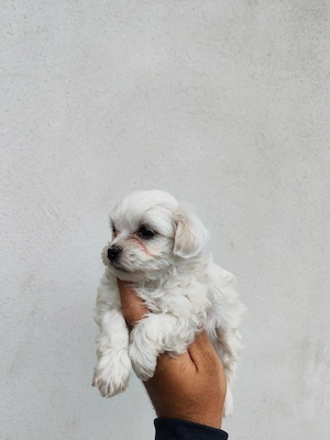 fetiță bichon maltez mini toy  - imagine 3