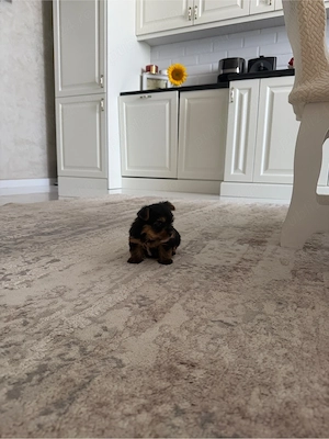 Yorkshire Terrier
