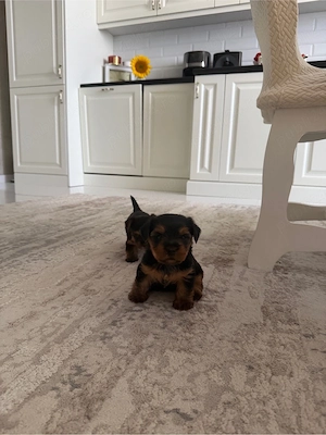 Yorkshire Terrier - imagine 3