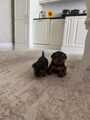 Yorkshire Terrier - imagine 2