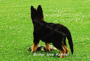 Vand Ciobanesc German pedigree tip A