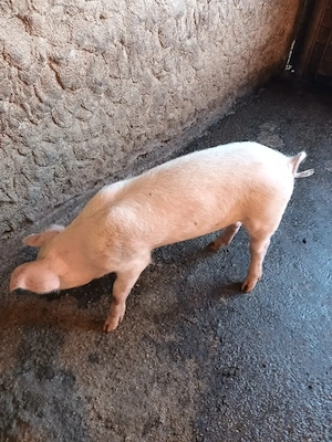 Femelă, trecută de 3 luni - imagine 4