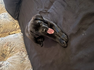 Cățel cane corso mascul - imagine 3
