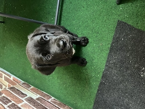 Cățel cane corso mascul - imagine 2