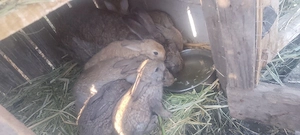 iepuri cu mama lor de doua zeci de zile