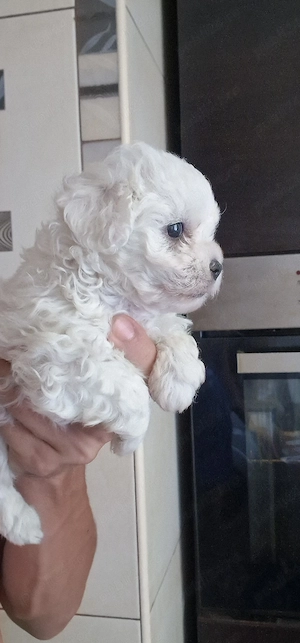 Fetita si baiat Bichon Maltese  - imagine 3