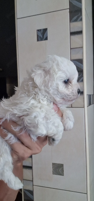 Fetita si baiat Bichon Maltese  - imagine 2