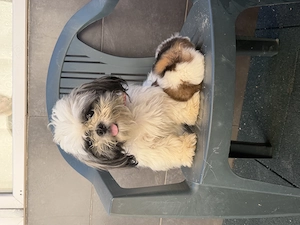 Vând băiețel Shih Tzu