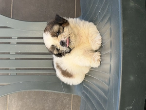 Vând băiețel Shih Tzu - imagine 3